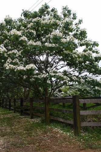 【龍潭】龍潭三元宮賞桐花 - 第6張圖 【龍潭】龍潭三元宮賞桐花