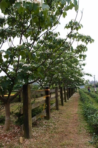 【龍潭】龍潭三元宮賞桐花 - 第8張圖 【龍潭】龍潭三元宮賞桐花