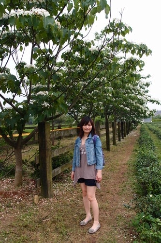 【龍潭】龍潭三元宮賞桐花 - 第7張圖 【龍潭】龍潭三元宮賞桐花