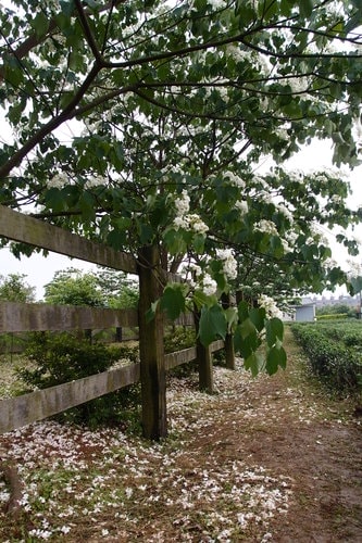 【龍潭】龍潭三元宮賞桐花 - 第9張圖 【龍潭】龍潭三元宮賞桐花