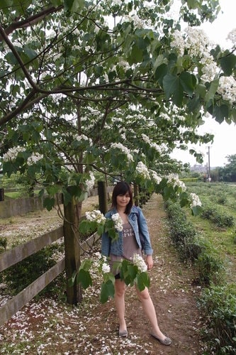 【龍潭】龍潭三元宮賞桐花 - 第11張圖 【龍潭】龍潭三元宮賞桐花