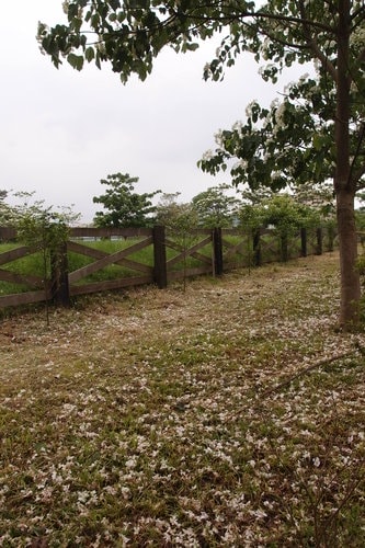 【龍潭】龍潭三元宮賞桐花 - 第12張圖 【龍潭】龍潭三元宮賞桐花