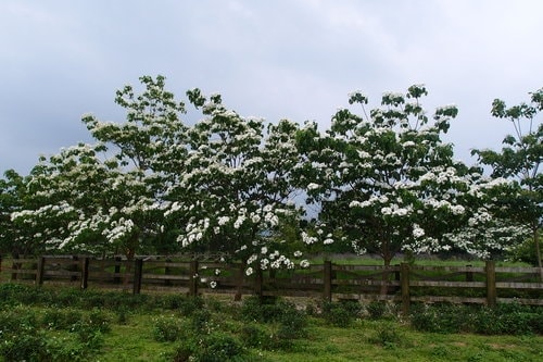 【龍潭】龍潭三元宮賞桐花 - 第14張圖 【龍潭】龍潭三元宮賞桐花