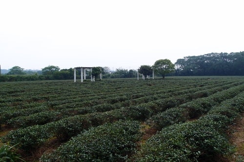 【龍潭】龍潭三元宮賞桐花 - 第16張圖 【龍潭】龍潭三元宮賞桐花