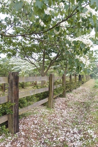 【龍潭】龍潭三元宮賞桐花 - 第18張圖 【龍潭】龍潭三元宮賞桐花