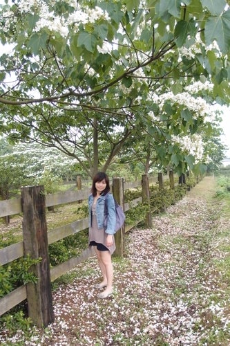 【龍潭】龍潭三元宮賞桐花 - 第19張圖 【龍潭】龍潭三元宮賞桐花