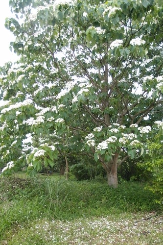 【龍潭】龍潭三元宮賞桐花 - 第20張圖 【龍潭】龍潭三元宮賞桐花