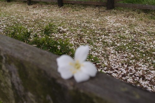 【龍潭】龍潭三元宮賞桐花 - 第23張圖 【龍潭】龍潭三元宮賞桐花