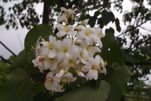 【龍潭】龍潭三元宮賞桐花 - 第25張圖 【龍潭】龍潭三元宮賞桐花