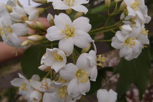 【龍潭】龍潭三元宮賞桐花 - 第26張圖 【龍潭】龍潭三元宮賞桐花