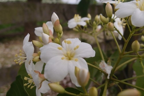 【龍潭】龍潭三元宮賞桐花