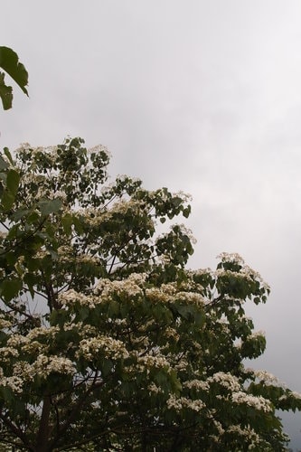 【龍潭】龍潭三元宮賞桐花 - 第29張圖 【龍潭】龍潭三元宮賞桐花