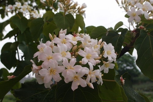 【龍潭】龍潭三元宮賞桐花 - 第28張圖 【龍潭】龍潭三元宮賞桐花