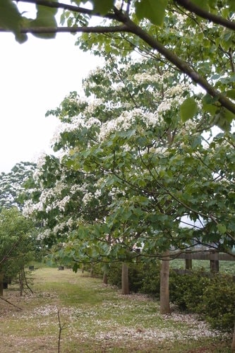 【龍潭】龍潭三元宮賞桐花 - 第30張圖 【龍潭】龍潭三元宮賞桐花