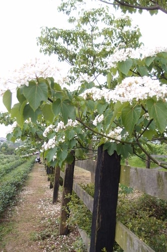 【龍潭】龍潭三元宮賞桐花 - 第32張圖 【龍潭】龍潭三元宮賞桐花