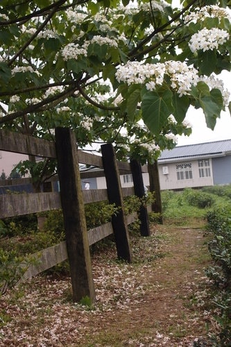 【龍潭】龍潭三元宮賞桐花 - 第35張圖 【龍潭】龍潭三元宮賞桐花