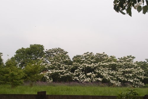 【龍潭】龍潭三元宮賞桐花 - 第36張圖 【龍潭】龍潭三元宮賞桐花