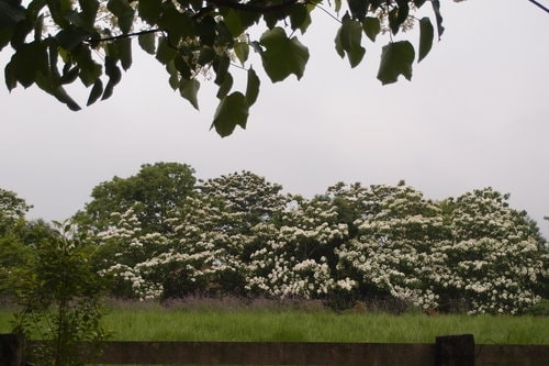 【龍潭】龍潭三元宮賞桐花 - 第37張圖 【龍潭】龍潭三元宮賞桐花