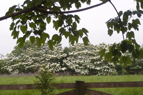 【龍潭】龍潭三元宮賞桐花 - 第38張圖 【龍潭】龍潭三元宮賞桐花