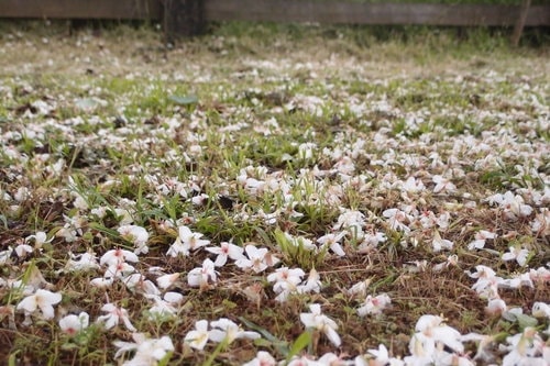 【龍潭】龍潭三元宮賞桐花 - 第39張圖 【龍潭】龍潭三元宮賞桐花