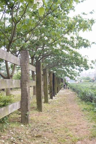 【龍潭】龍潭三元宮賞桐花 - 第45張圖 【龍潭】龍潭三元宮賞桐花