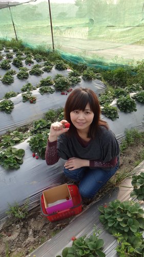 【關西】高橋果園採草莓 - 第9張圖 【關西】高橋果園採草莓