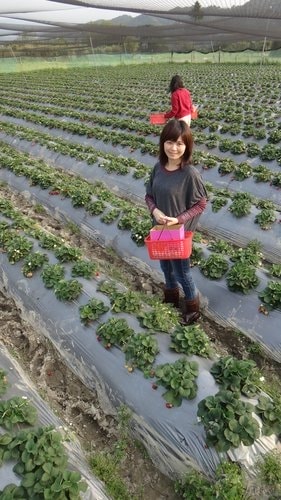 【關西】高橋果園採草莓 - 第7張圖 【關西】高橋果園採草莓