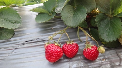 【關西】高橋果園採草莓 - 第13張圖 【關西】高橋果園採草莓