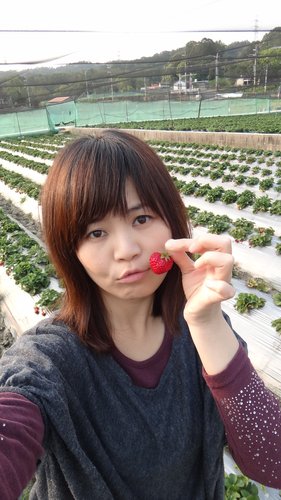 【關西】高橋果園採草莓 - 第11張圖 【關西】高橋果園採草莓