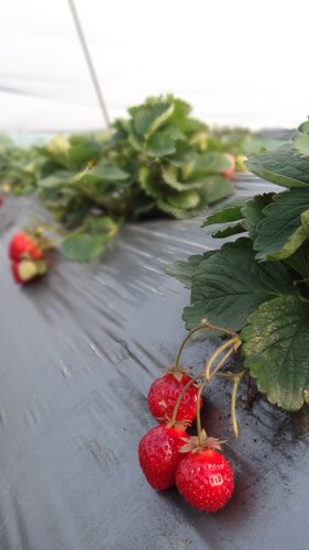 【關西】高橋果園採草莓 - 第14張圖 【關西】高橋果園採草莓