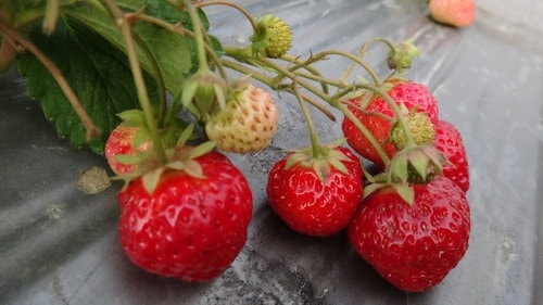 【關西】高橋果園採草莓 - 第15張圖 【關西】高橋果園採草莓