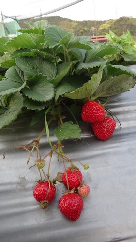 【關西】高橋果園採草莓 - 第16張圖 【關西】高橋果園採草莓