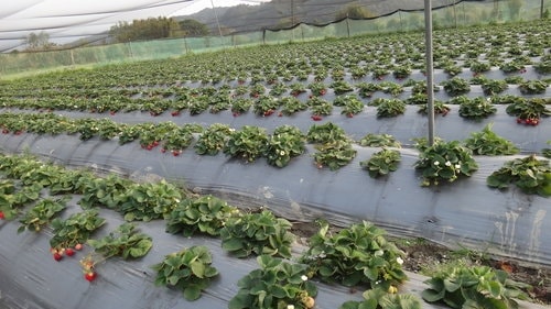 【關西】高橋果園採草莓 - 第17張圖 【關西】高橋果園採草莓