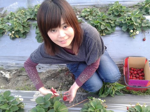 【關西】高橋果園採草莓 - 第21張圖 【關西】高橋果園採草莓