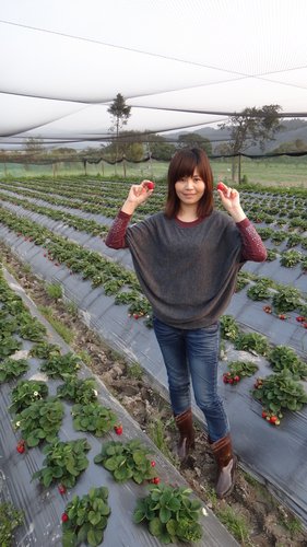 【關西】高橋果園採草莓 - 第22張圖 【關西】高橋果園採草莓