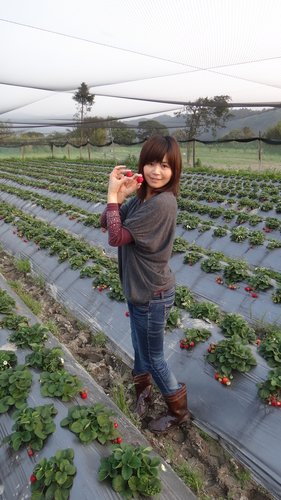 【關西】高橋果園採草莓 - 第23張圖 【關西】高橋果園採草莓