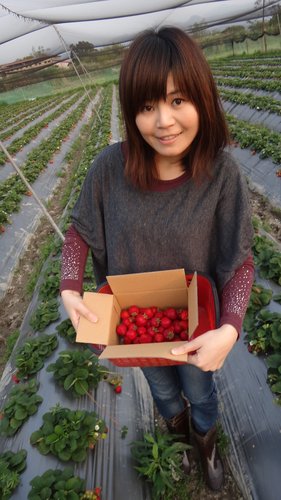 【關西】高橋果園採草莓 - 第25張圖 【關西】高橋果園採草莓