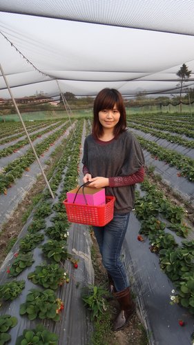 【關西】高橋果園採草莓 - 第26張圖 【關西】高橋果園採草莓