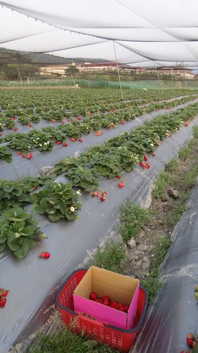 【關西】高橋果園採草莓 - 第28張圖 【關西】高橋果園採草莓