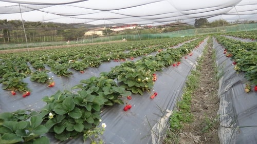 【關西】高橋果園採草莓 - 第30張圖 【關西】高橋果園採草莓