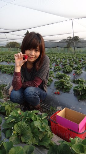 【關西】高橋果園採草莓 - 第32張圖 【關西】高橋果園採草莓
