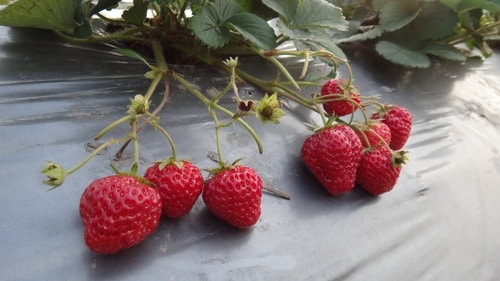 【關西】高橋果園採草莓 - 第34張圖 【關西】高橋果園採草莓