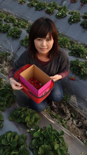 【關西】高橋果園採草莓 - 第33張圖 【關西】高橋果園採草莓
