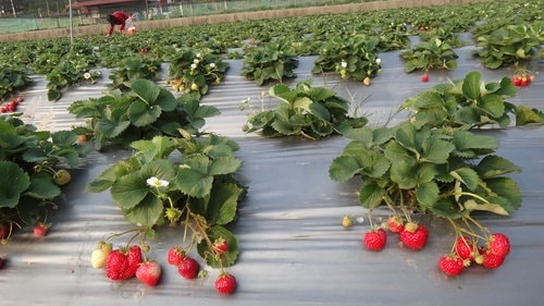 【關西】高橋果園採草莓 - 第35張圖 【關西】高橋果園採草莓