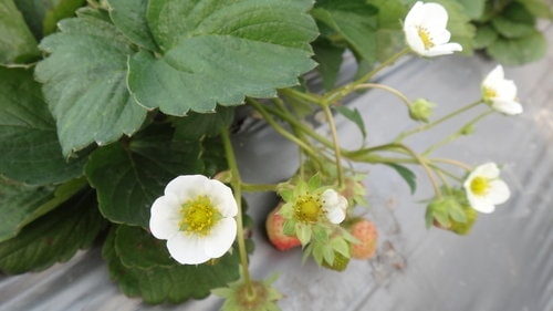 【關西】高橋果園採草莓 - 第37張圖 【關西】高橋果園採草莓