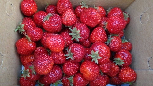 【關西】高橋果園採草莓 - 第38張圖 【關西】高橋果園採草莓