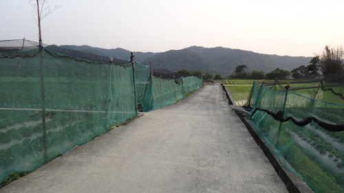 【關西】高橋果園採草莓 - 第43張圖 【關西】高橋果園採草莓