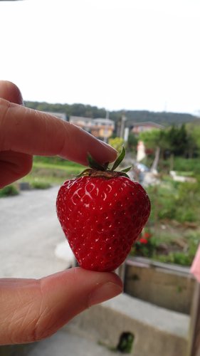 【關西】高橋果園採草莓 - 第47張圖 【關西】高橋果園採草莓