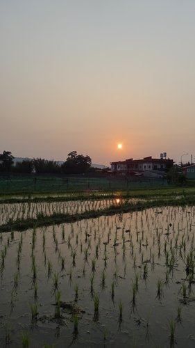 【關西】高橋果園採草莓 - 第51張圖 【關西】高橋果園採草莓