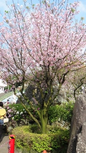 【淡水】2012天元宮賞櫻 - 第2張圖 【淡水】2012天元宮賞櫻